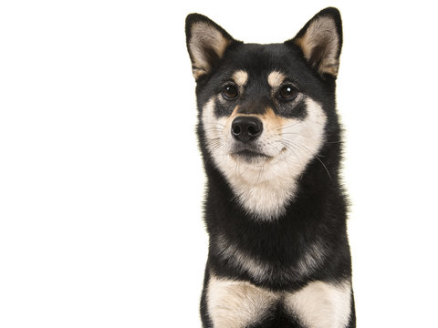 Black and tan shiba inu dog portrait isolated on a white background