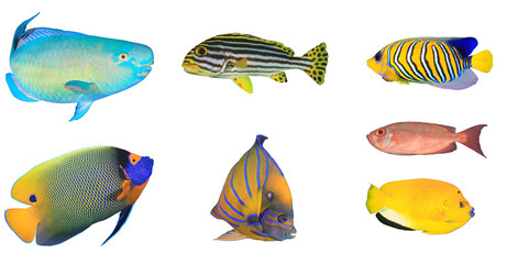 Fototapeta premium Fish isolated. Tropical fish on white background. Parrotfish, Sweetlips fish, Angelfishes 