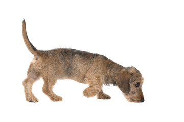 Young wirehaired dachshund sniffing around seen from the side isolated on a white background - obrazy, fototapety, plakaty