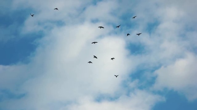 Silhouettes of flying birds. Gulls, sky and clouds. Study of ecosystem.