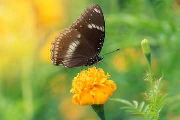 Obraz na płótnie Canvas Beautiful butterfly on yellow flower,black butterfly,marigold flower