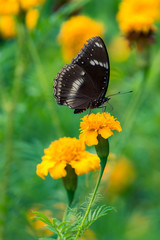Beautiful butterfly on yellow flower,black butterfly,marigold flower
