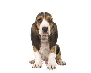 Cute sitting basset artesien normand puppy isolated on a white background seen from the front