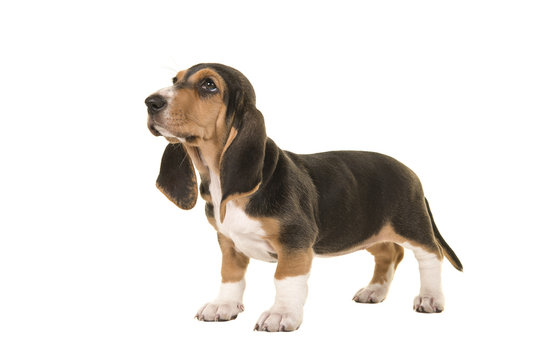 Standing basset artesien normand puppy seen from the side looking up isolated on a white background