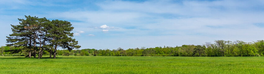 Wide photo of few trees in a field on blue sky