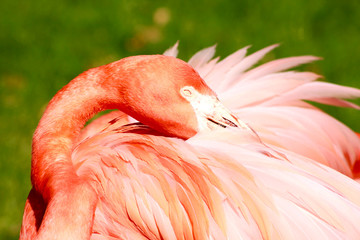 Fototapeta premium Close-up flamingo head