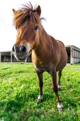 Obraz na płótnie Canvas Beautiful horse standing on green meadow