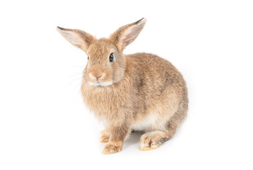 Brown short hair adorable baby rabbit on white background