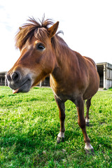 Obraz na płótnie Canvas Beautiful horse standing on green meadow
