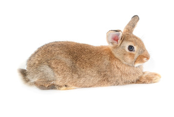 Brown short hair adorable baby rabbit on white background