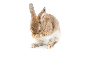 Obraz premium Brown short hair adorable baby rabbit on white background