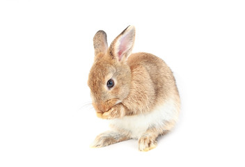 Obraz premium Brown short hair adorable baby rabbit on white background