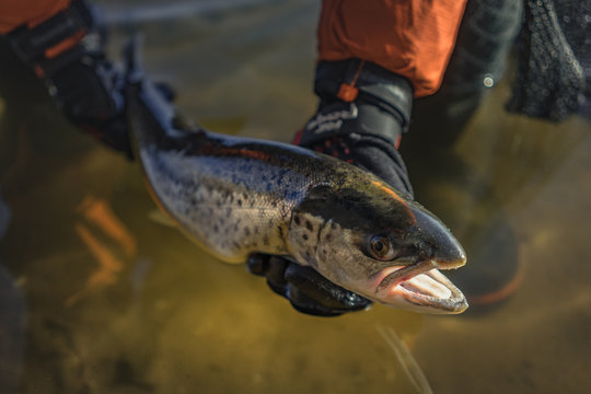 Fisch Meerforelle lebend im Wasser gehalten von Angler bei Sonnenschein und gutem Wetter im Winter