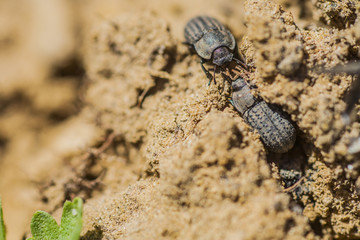 Opatrum sabulosum
