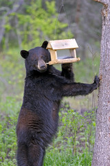 Obraz premium Large female Black Bear reaching for Bird feeder to feed on Sunflower seeds.