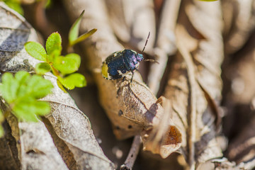 Scutelleridae