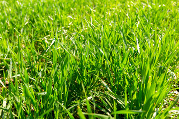 spring green field