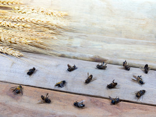 Dead bee on wooden and barley rice background