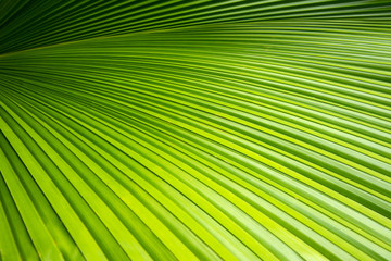 Green leave of palm tree
