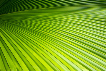 Obraz premium Green leave of palm tree 