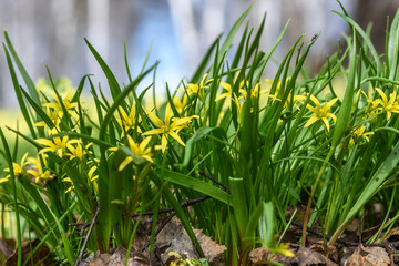 yellow flowers gagea spring grass