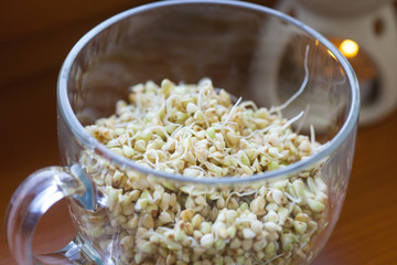 Obraz na płótnie Canvas Sprouted buckwheat