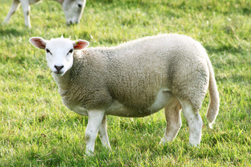 Naklejka na ściany i meble sheeps in a field 