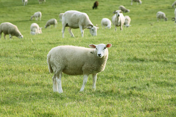 sheeps in a field 