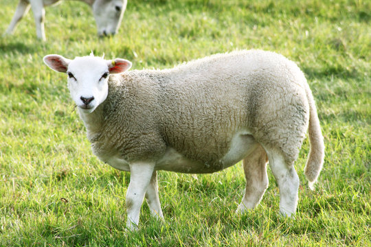 sheeps in a field 