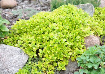 Oregano © Bydlinska