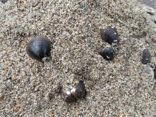 貝殻の混ざった砂(秋田県)