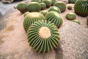 Cactus

