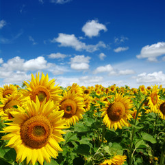 field of blooming sunflowers