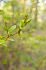 Young branch with fresh leaves and bud. Spring natural background with trees on the sunset. .