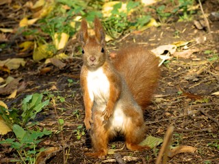 Red squirrel. Standing squirrel. Squirrel in the forest