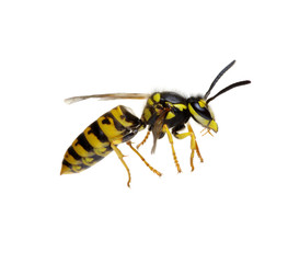 wasp isolated on white