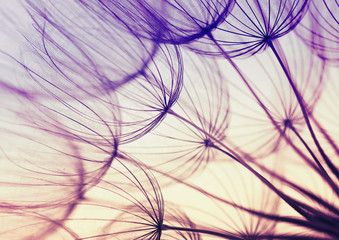  dandelion flower background © Alekss