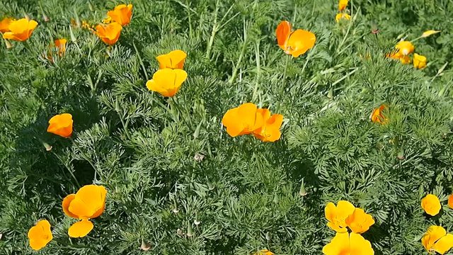 春風に揺れるハナビシソウ（カリフォルニアポピー）