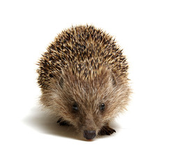 Hedgehog  isolated on white