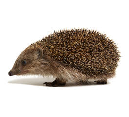 Hedgehog  isolated on white