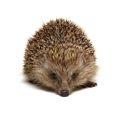 Hedgehog  isolated on white