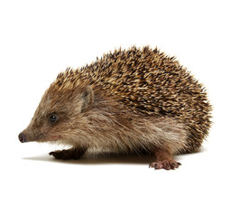 Hedgehog  isolated on white