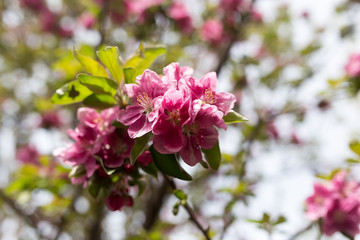 Beautiful red flowers on an apple tree