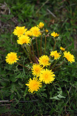 wiosna w ogrodzie - mlecze © agarianna