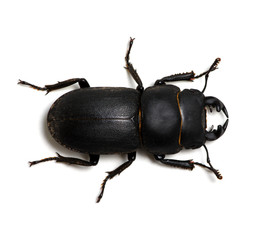 black beetle on white