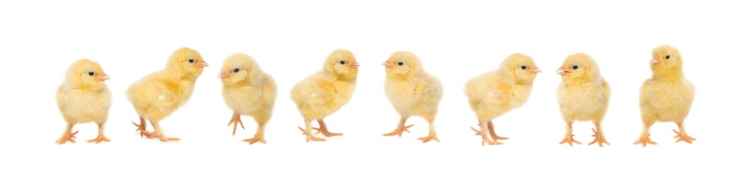 Group of eight baby chicken on a white background