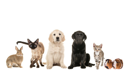 Group of variety of pets, adult cat, young cat, puppy, two retriever puppy dogs, mixed breed and a guinea pig and a rabbit