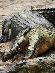 Borneo Crocodile