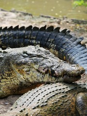 Borneo Crocodile