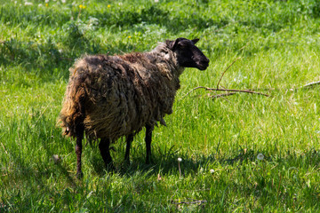 Obraz premium Sheep on green meadow